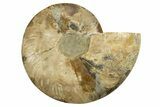 Cut & Polished Ammonite Fossil (Half) - Madagascar #317854-1